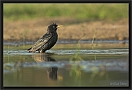spreeuw DSC_0024-01